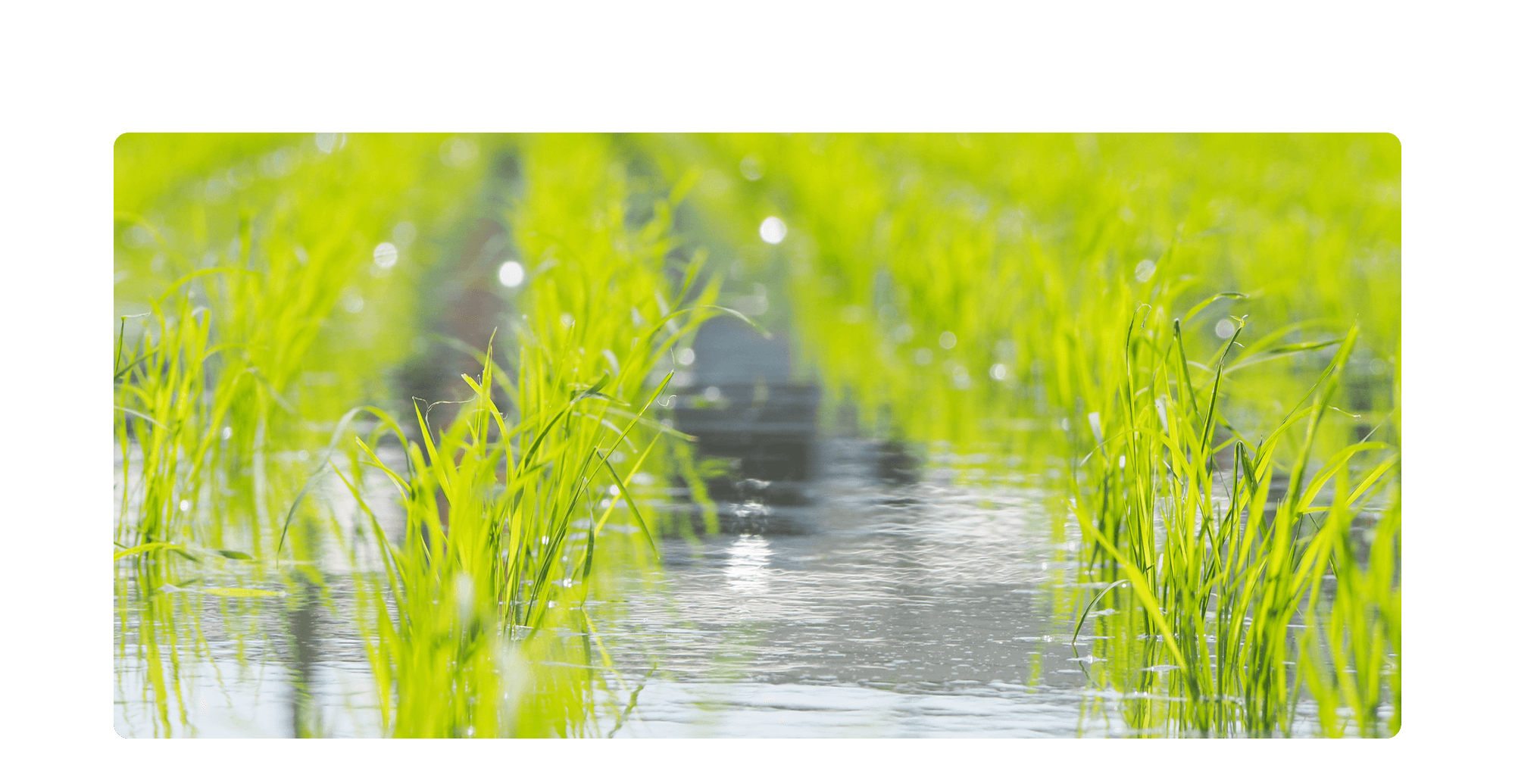 土と水が紡ぐ、自然からの贈り物。【髙塚農園】